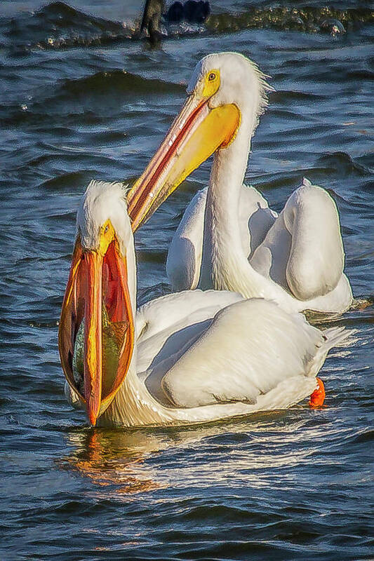 Pelicans Poster featuring the photograph Pelican with Crappie by David Wagenblatt