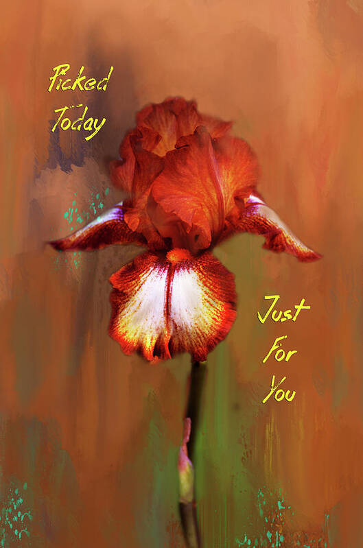 Iris Poster featuring the digital art Picked Today Greeting Card by Linda Cox