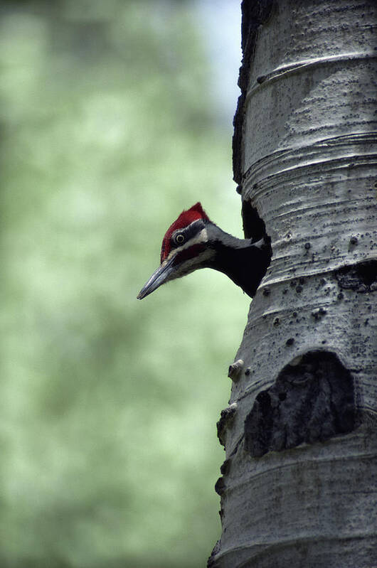 Animal Themes Poster featuring the photograph Pileated Woodpecker Dryocopus Pileatus by Art Wolfe