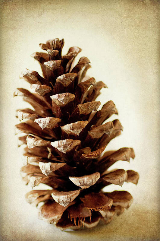 Pine Cone 2 Poster featuring the photograph Pine Cone 2 by Jessica Rogers