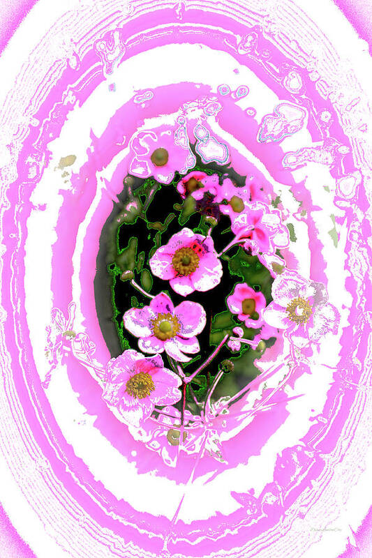 Flower Poster featuring the photograph Pink and White Grasmere Flowers by Diane Lindon Coy
