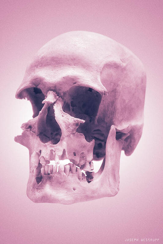 Skull Art Poster featuring the photograph Pink Textures by Joseph Westrupp