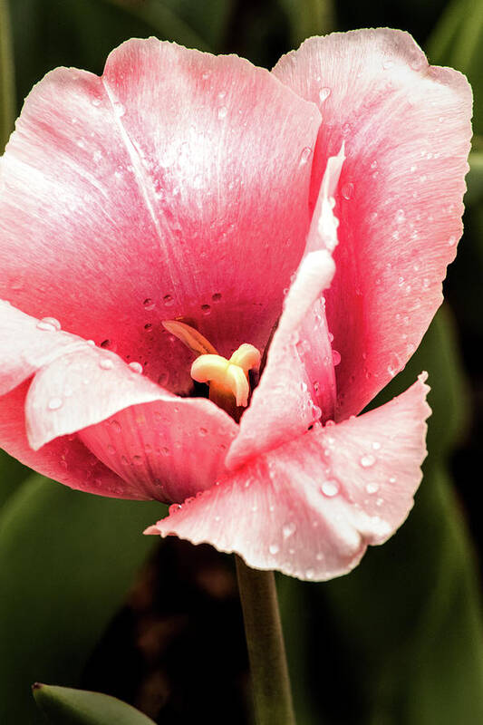 Flower Poster featuring the photograph Pink Tulip Macro by Don Johnson