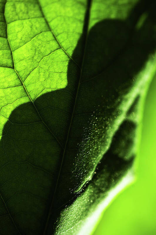 Jenny Rainbow Fine Art Photography Poster featuring the photograph Play of Light and Shadow. Green Leaf Macro 1 by Jenny Rainbow