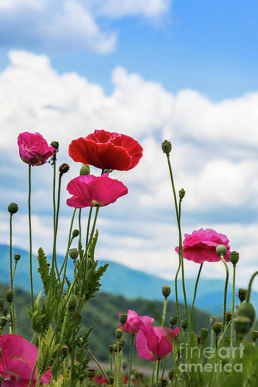 Poppies Poster featuring the photograph Poppies in the Sky by Lisa Lemmons-Powers