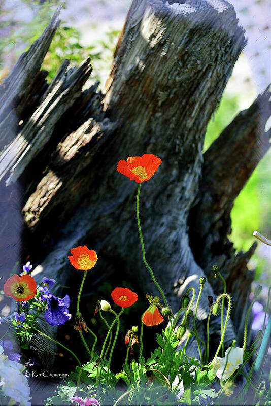 Poppies Poster featuring the photograph Poppy Delight by Kae Cheatham