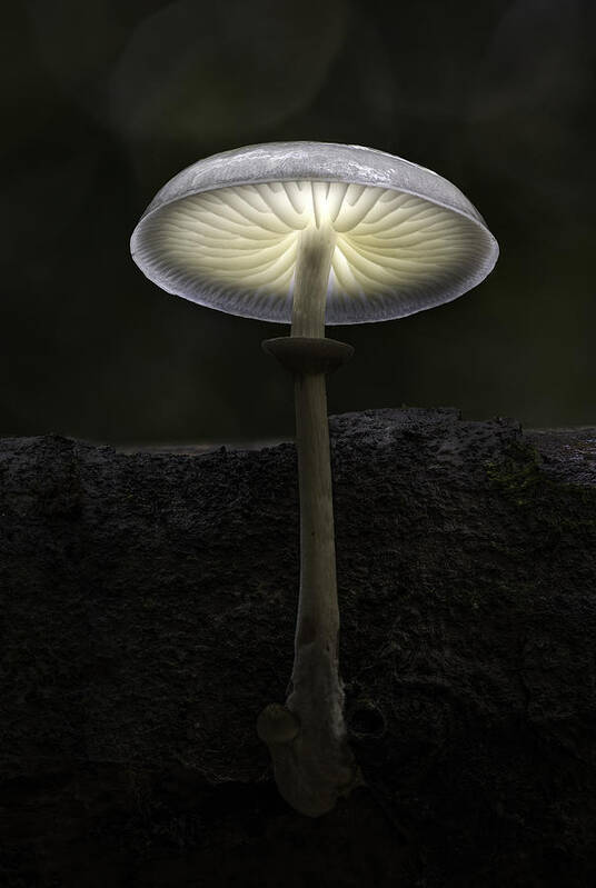 Fungi Poster featuring the photograph Porcelain Fungus by Kutub Uddin