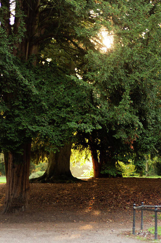 Autumn Poster featuring the photograph Portal to another world by Scott Lyons