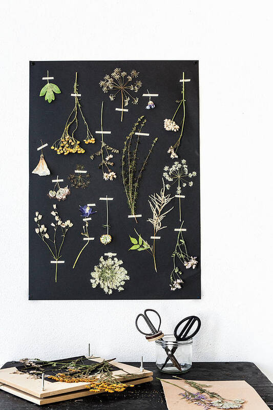 Pressed Plants And Flowers Mounted On Black Construction Paper Poster by  Syl Loves - Pixels