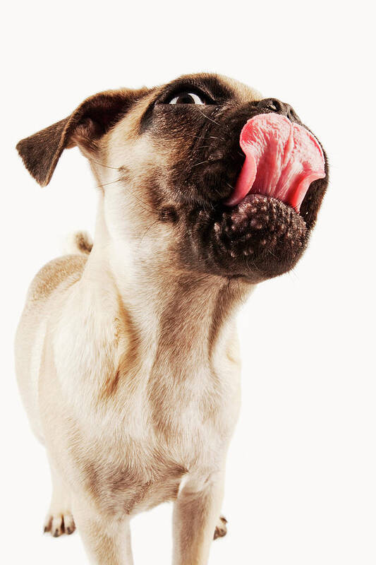 Pets Poster featuring the photograph Pug Puppy Licking Nose by Martin Harvey