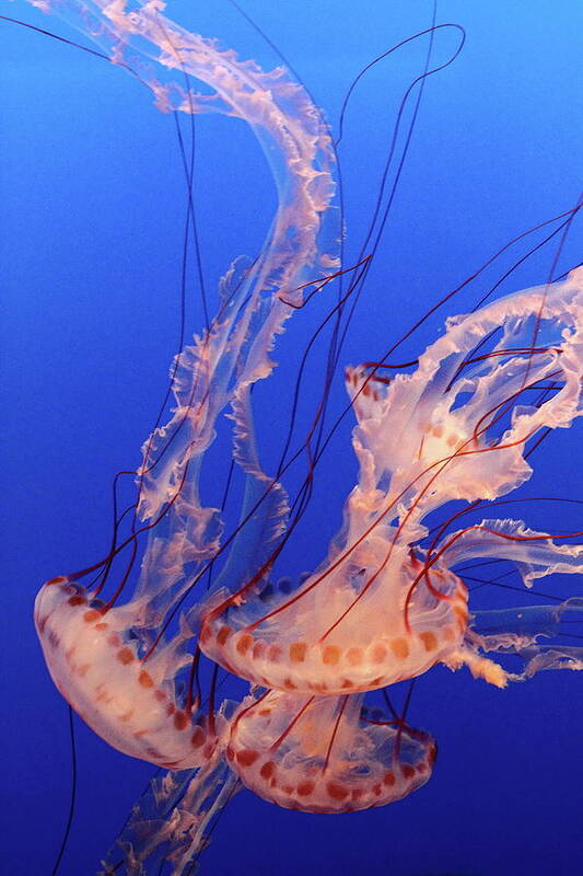 Underwater Poster featuring the photograph Purple-striped Jellyfish Swimming by Rich Lewis