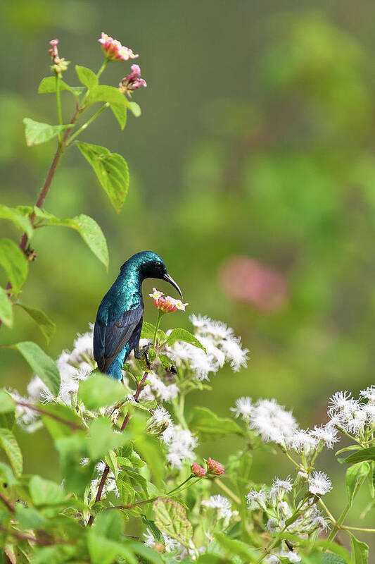 Songbird Poster featuring the photograph Purple Sunbird by (c) Niranj Vaidyanathan V.niranj@gmail.com