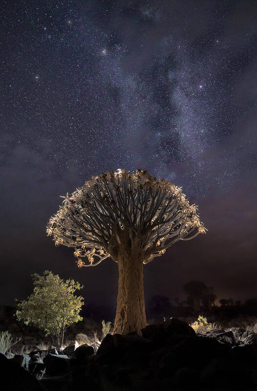 Namibia Poster featuring the photograph Quiver Tree And Milky Way A733729 by Joanaduenas