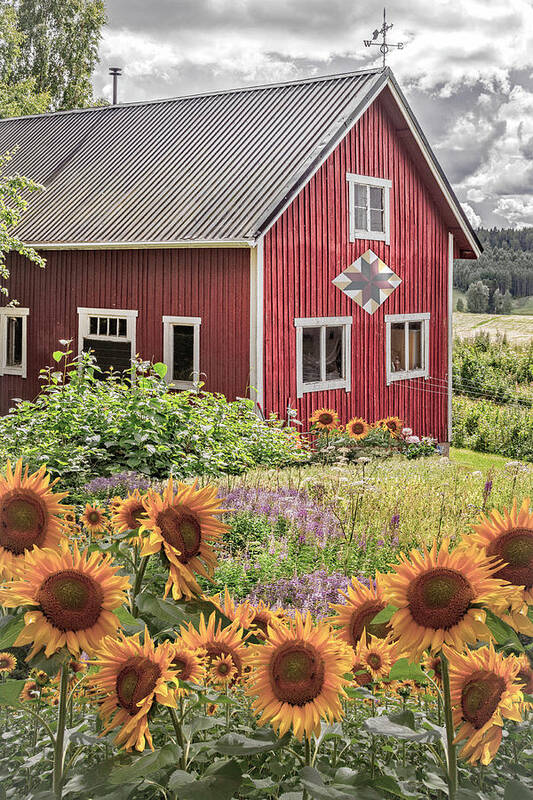 Barn Poster featuring the photograph Red Barn in Summer Country Sunflowers by Debra and Dave Vanderlaan