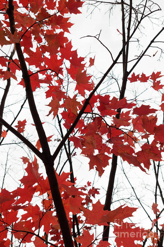 Fall Poster featuring the photograph Red Maple Branches by Ana V Ramirez