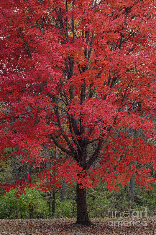 Red Maple Tree Poster featuring the photograph Red Maple Splendor by Tamara Becker