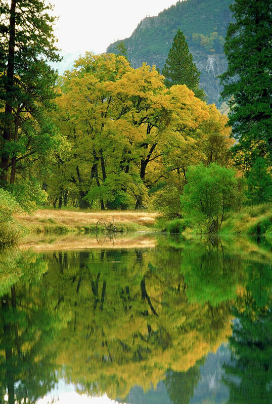 Scenics Poster featuring the photograph Reflection Of Trees In Merced River by Medioimages/photodisc
