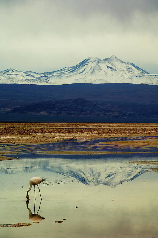 Snow Poster featuring the photograph Reflections, Salar De Atacama, Chile by By Philippe Reichert