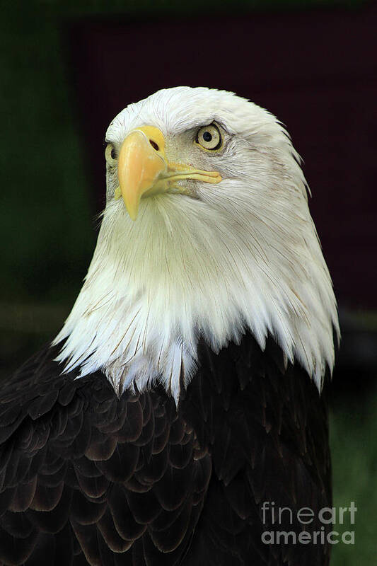 Eagle Poster featuring the photograph Regal Eagle by Paula Guttilla