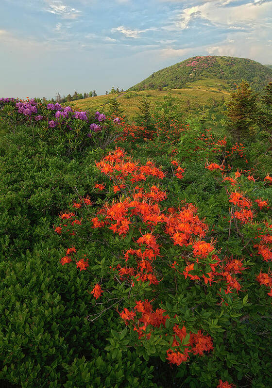 Scenics Poster featuring the photograph Rhododendron And Flame Azalea by Jerry Whaley