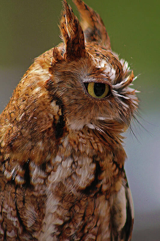 Owl Poster featuring the photograph Ruby's Upset by Michael Allard