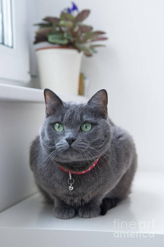 Purebred Cat Poster featuring the photograph Russian Blue Cat With Red Collar by Svetlana Serdiukova