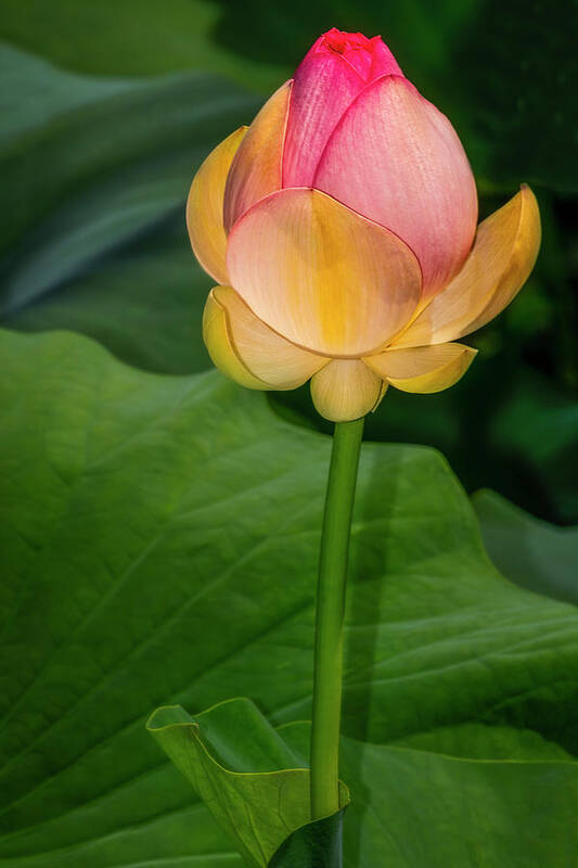 Lotus Poster featuring the photograph Sacred Lotus Bud by Susan Candelario