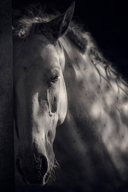 Horse Poster featuring the photograph Sadness by Adela Lia Rusu