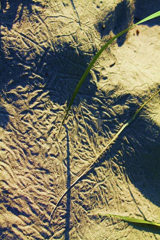 Sand Poster featuring the photograph Sand compass by Fred Bailey