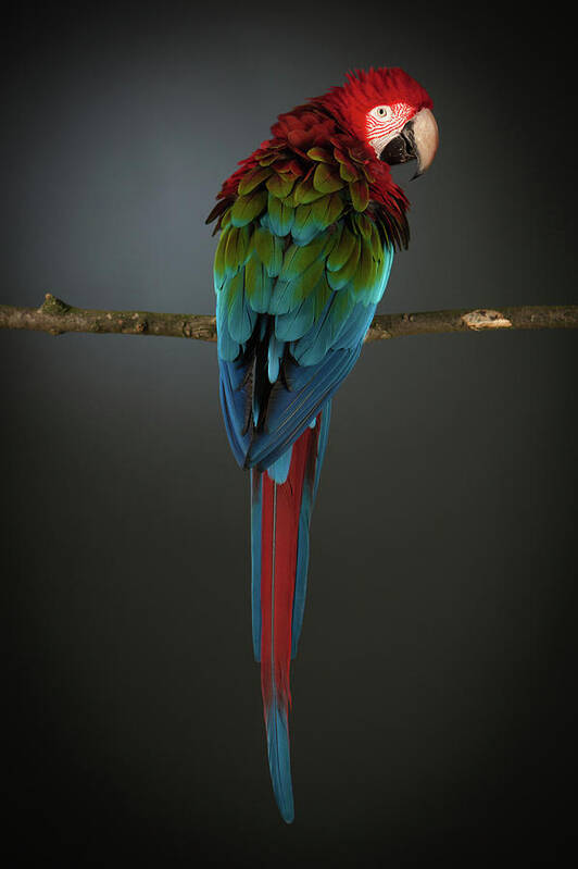 Animal Themes Poster featuring the photograph Scarlet Macaw On A Perch by Tim Platt