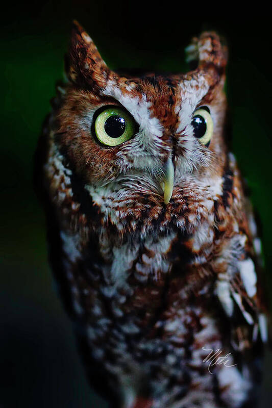 Screech Owl Poster featuring the photograph Screech Owl Vertical by Meta Gatschenberger