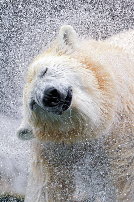 Animal Themes Poster featuring the photograph Shaking Polar Bear by Picture By Tambako The Jaguar