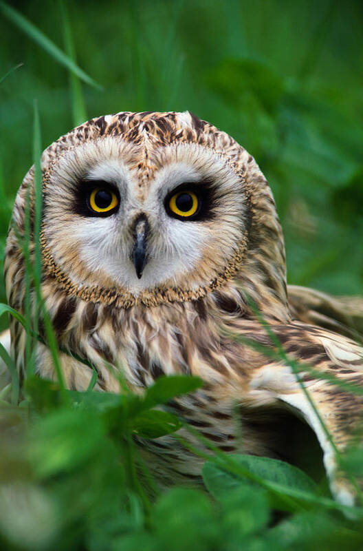 Grass Poster featuring the photograph Short-eared Owl Asio Flammeus, Close-up by Art Wolfe