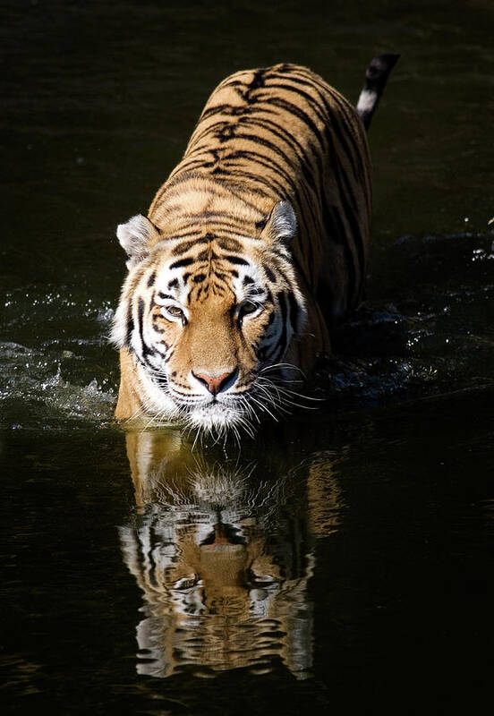 Big Cat Poster featuring the photograph Siberian Tiger by Ayimages