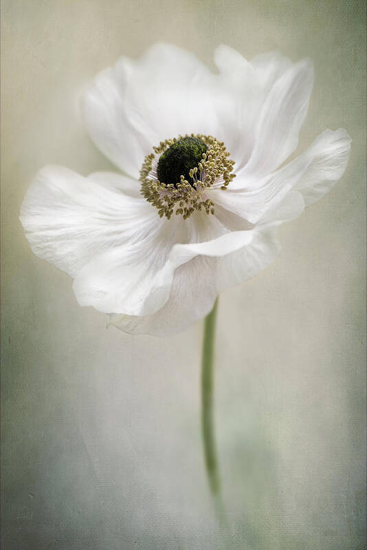 Flower Poster featuring the photograph Single White by Jacky Parker