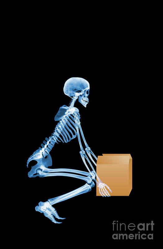 Person Poster featuring the photograph Skeleton Lifting A Box Correctly by D. Roberts/science Photo Library