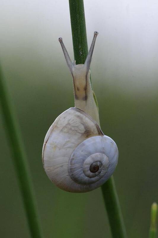 Bokeh Poster featuring the photograph Snail by Boaz Gat