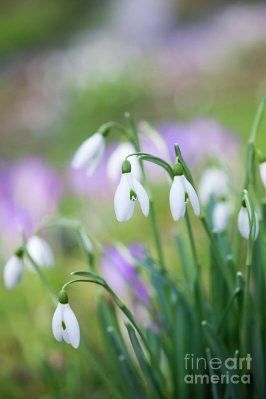 Snowdrop Poster featuring the photograph Snowdrops Flowering by Tim Gainey