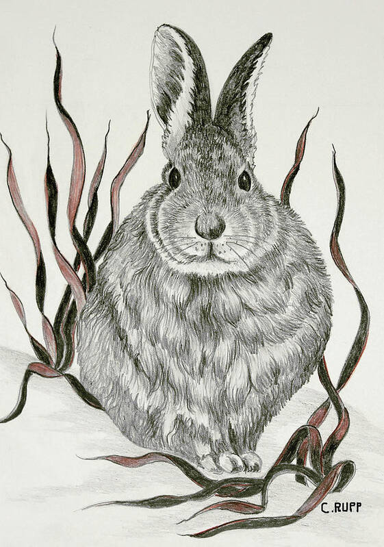 Solo Rabbit Poster featuring the painting Solo Rabbit by Carol J Rupp