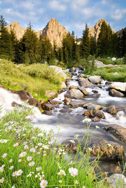 Scenics Poster featuring the photograph Spring Flowers And Flowing Water Below by Josh Miller Photography