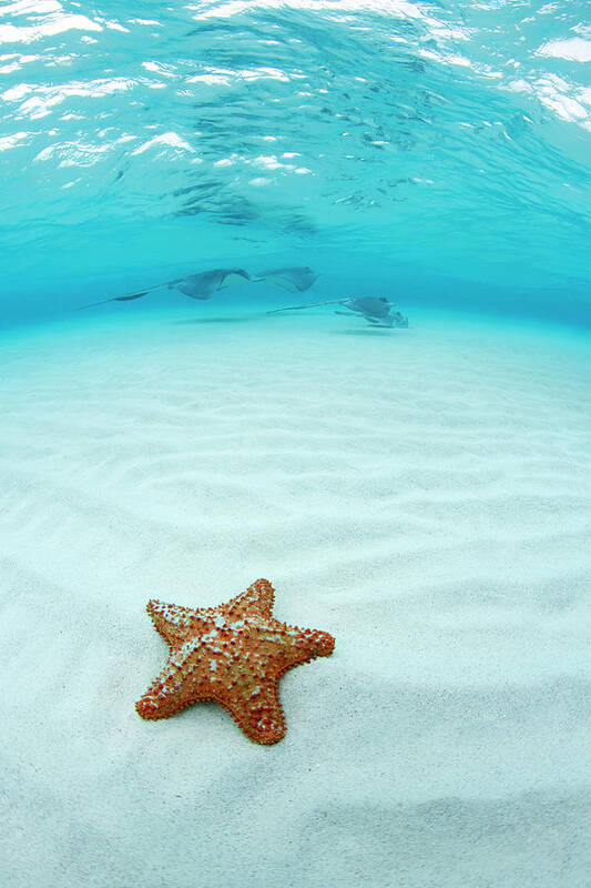 Underwater Poster featuring the photograph Starfish And Southern Stingray At by Justin Lewis