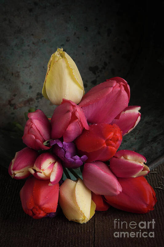 Blossoms Poster featuring the photograph Still Life With Tulips 35 by Edward Fielding