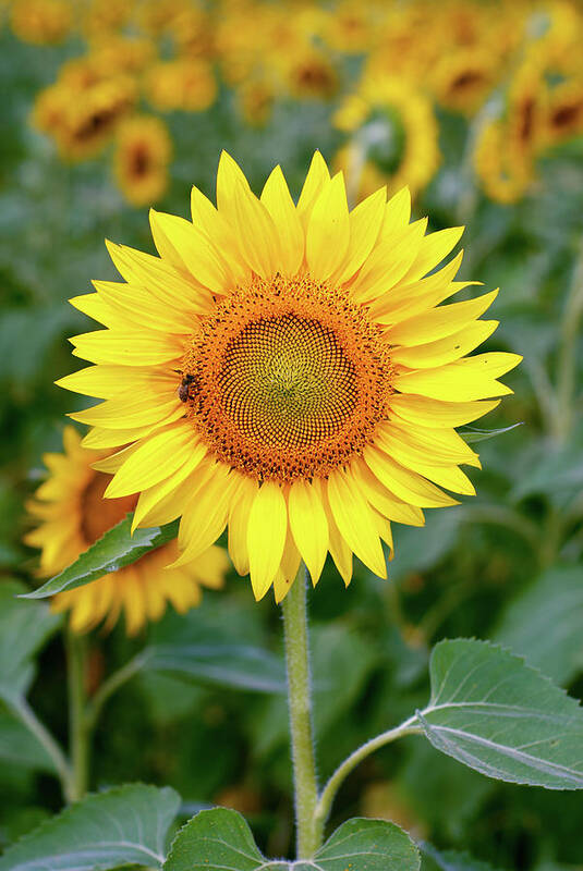 Flowerbed Poster featuring the photograph Sunflower by Sandsun