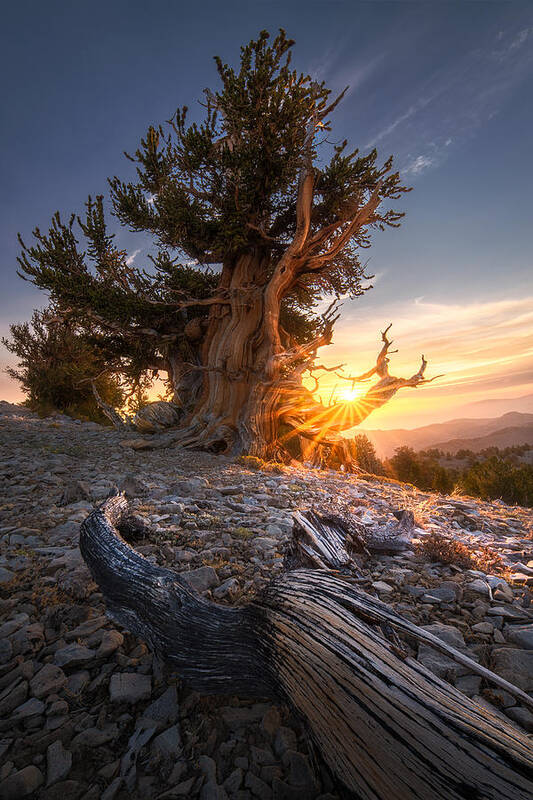 Sunrise Poster featuring the photograph Sunrise Over Ancient Tree by Aidong Ning