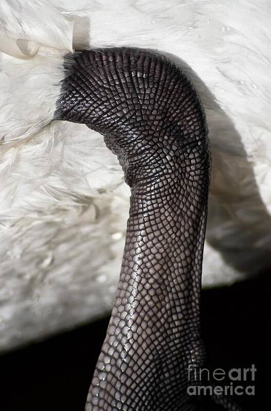 Leg Scales Poster featuring the photograph Swan's Leg by Martyn F. Chillmaid/science Photo Library