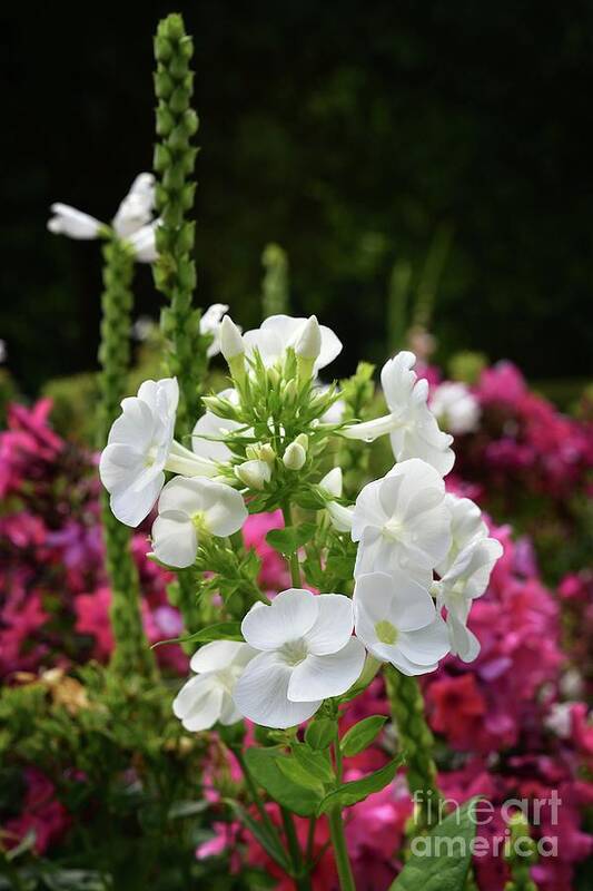 Phlox Poster featuring the photograph Tall White Garden Phlox by Yvonne Johnstone