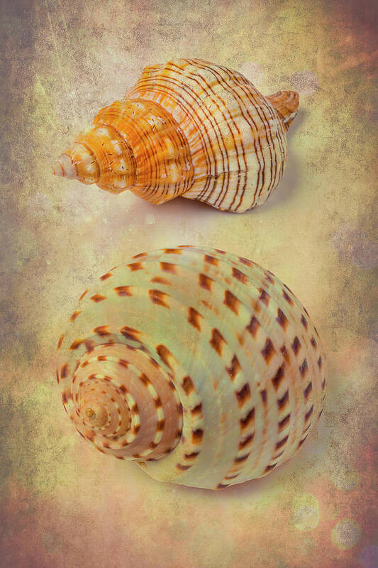 White Poster featuring the photograph Textured Marine Shells Abstract by Garry Gay