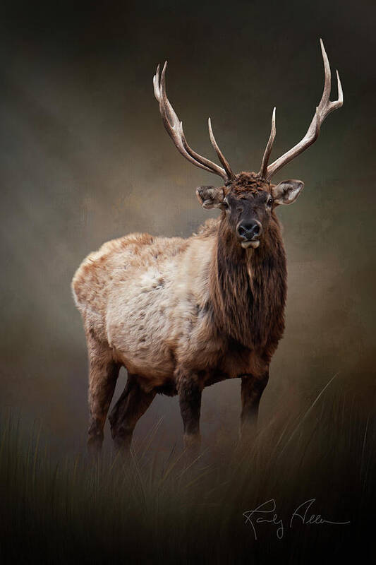 Bull Elk Poster featuring the photograph The Bull Elk by Randall Allen