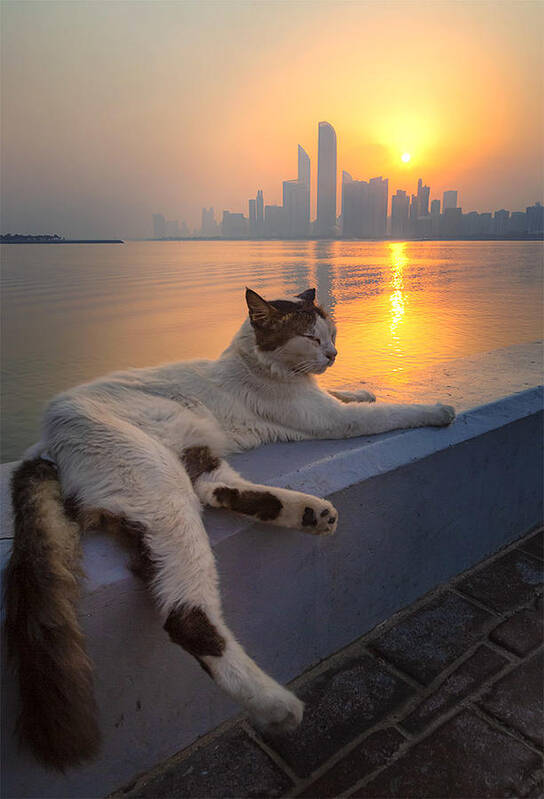 Abudhabi Poster featuring the photograph The Cat In Style by Souvik Banerjee