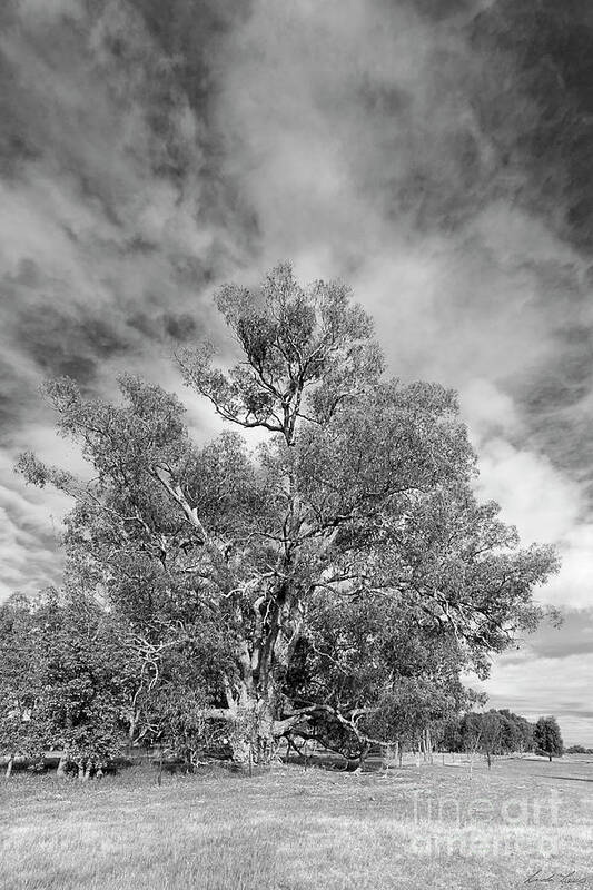 Tree Poster featuring the photograph The Changes I Have Seen by Linda Lees